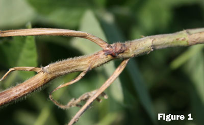 STEM CANKER IN SOYBEANS